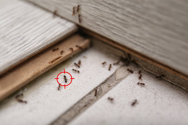 Best Pest Prevention Services  in Flordell Hills, MO